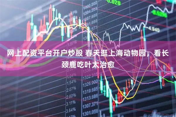网上配资平台开户炒股 春天逛上海动物园，看长颈鹿吃叶太治愈
